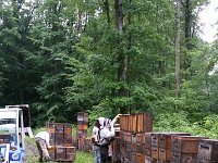 Bild300417-03  Aufstellung der Völker im Waldgebiet. Hoffentlich zur Sammlung von Waldhonig oder Waldblütenhonig.